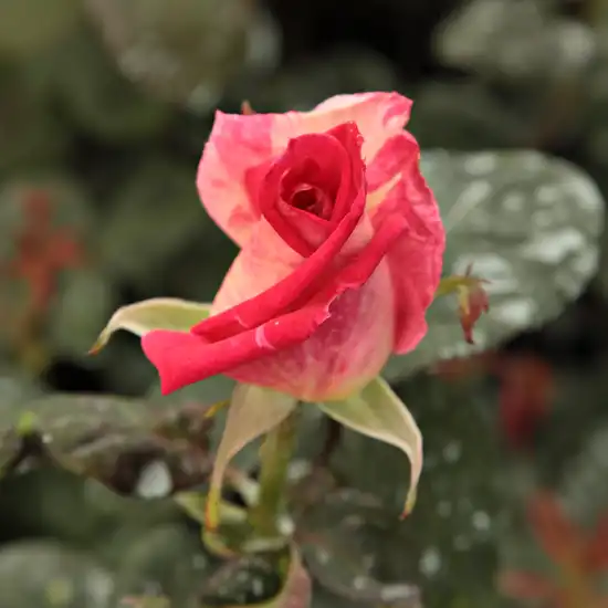 Rosa Magyarok Nagyasszonya - galben - roz - trandafir teahibrid